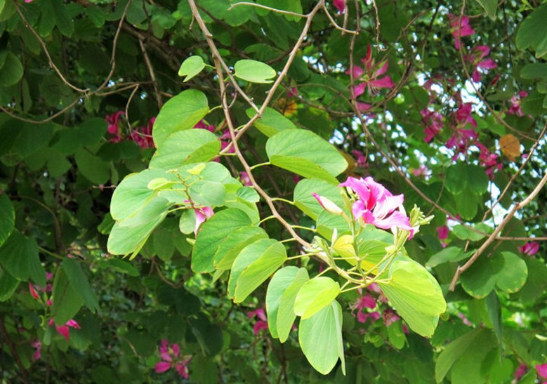 20091118192238_conew362.png