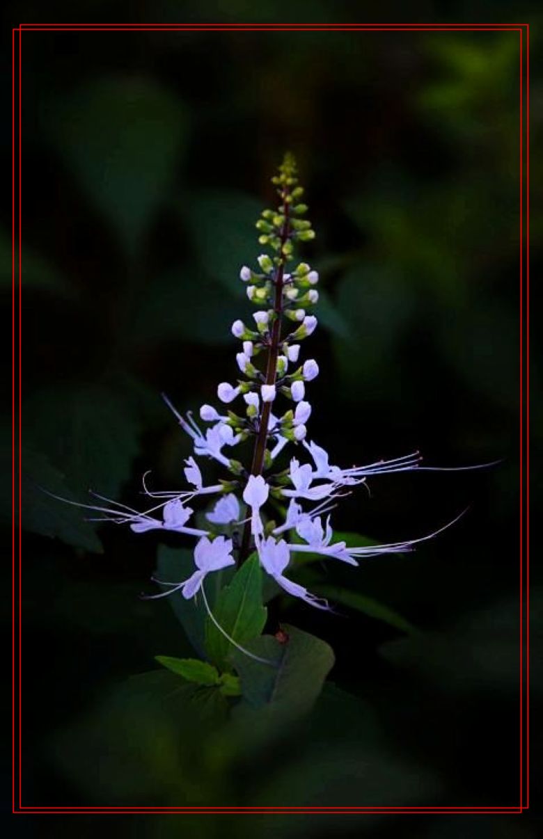 IMG_0371_.jpg