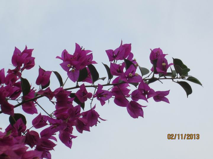 IMG_5885.JPG