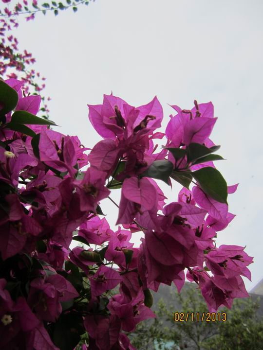 ת IMG_5881.JPG