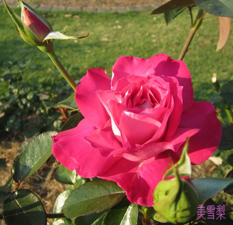 IMG_5090_conew1.JPG