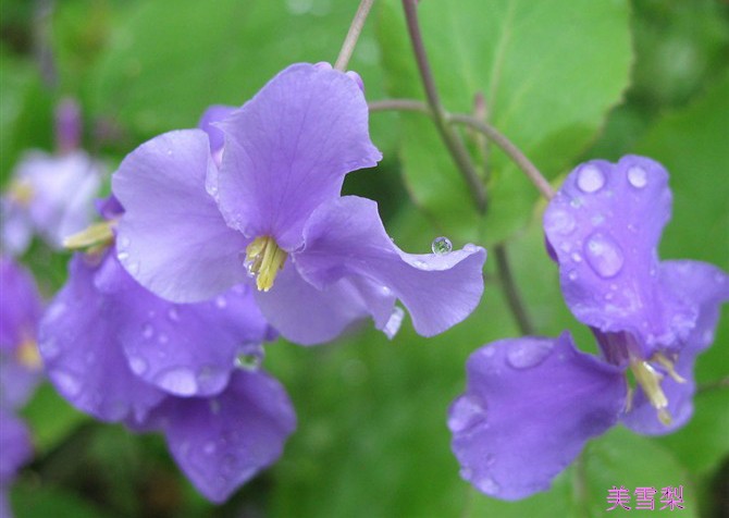 DSC02680_conew1.jpg