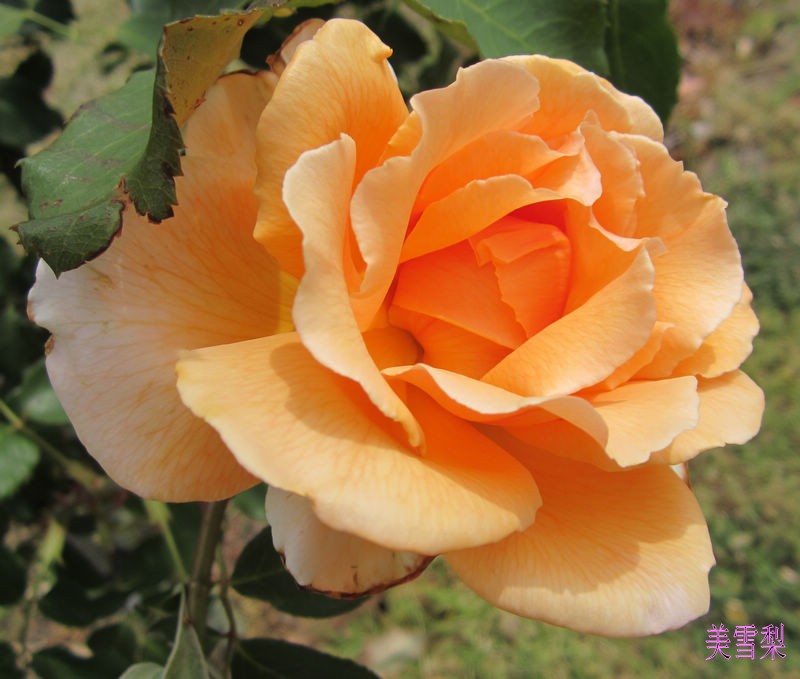 IMG_4797_conew1.JPG