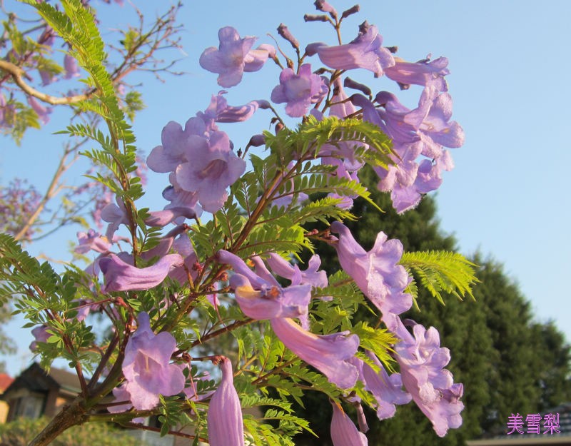 0IMG_5155_conew1.JPG