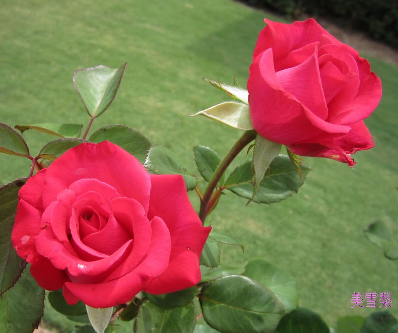IMG_4862_conew1.JPG