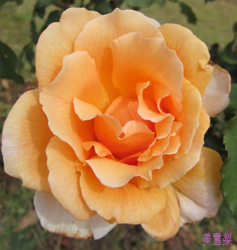 IMG_4806_conew1.JPG