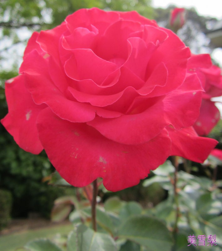 IMG_4856_conew1.JPG
