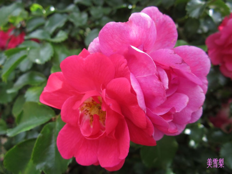 IMG_4902_conew1.JPG