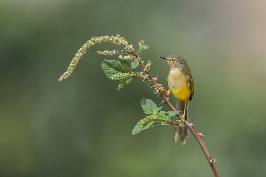 DSC_5266.jpg