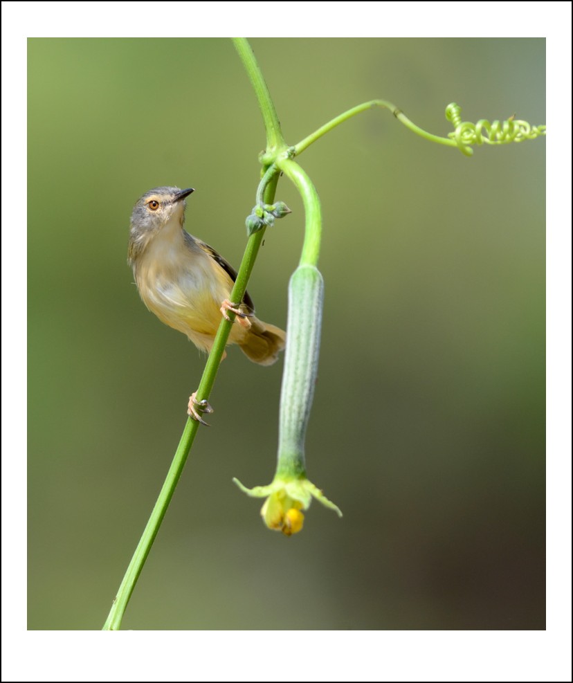 DSC_0036_conew1.jpg