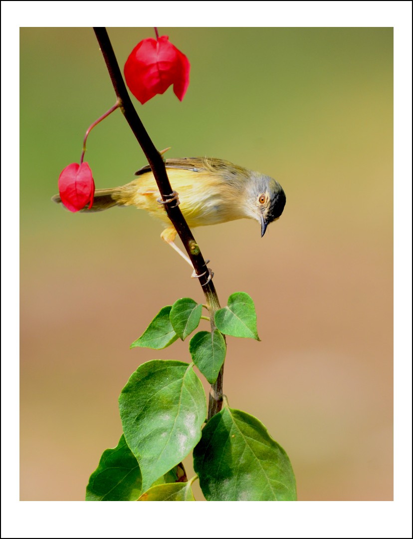 DSC_0266_conew1.jpg