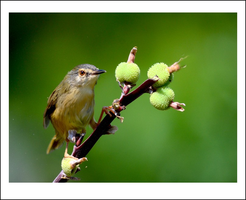 DSC_7174_conew1.jpg
