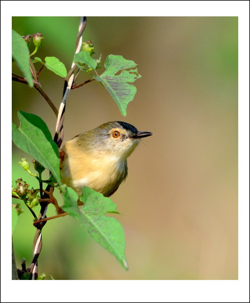 DSC_6787_conew1.jpg