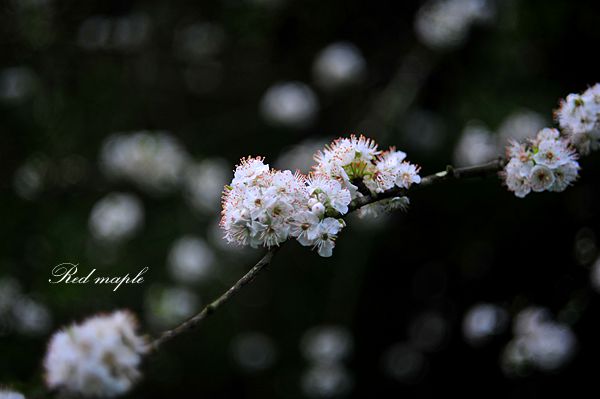 DSC_0685_.jpg