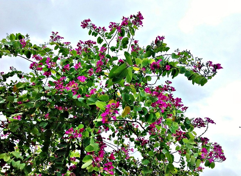 IMG_0065.JPG