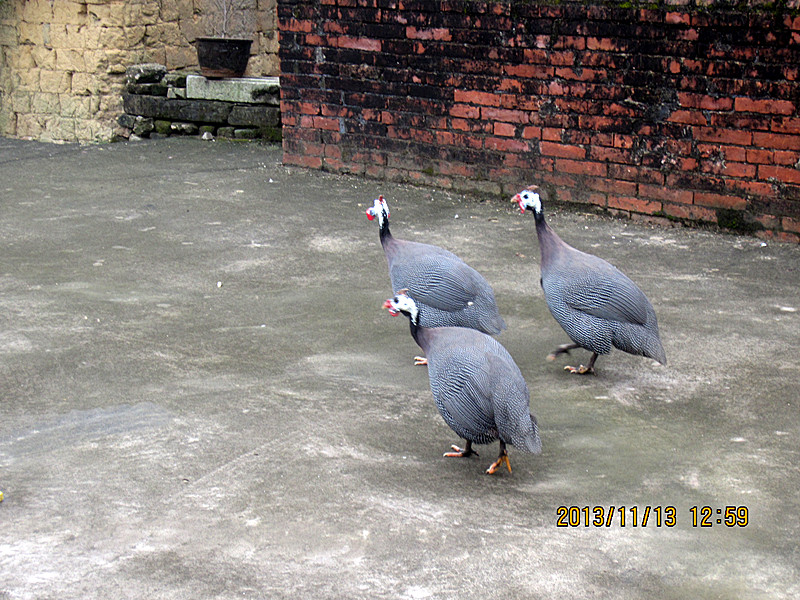 IMG_3432_.jpg