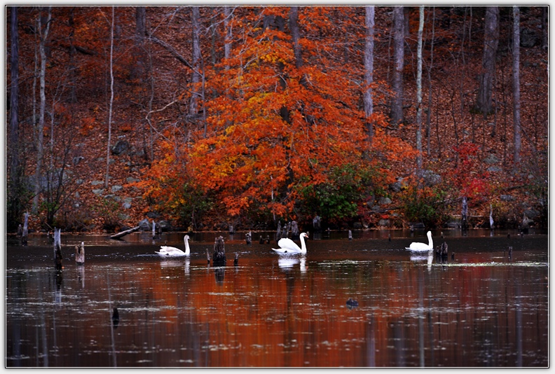 DSC_4936_1.jpg