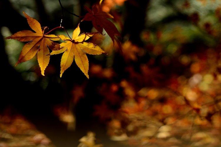 _DSC7074_01.JPG