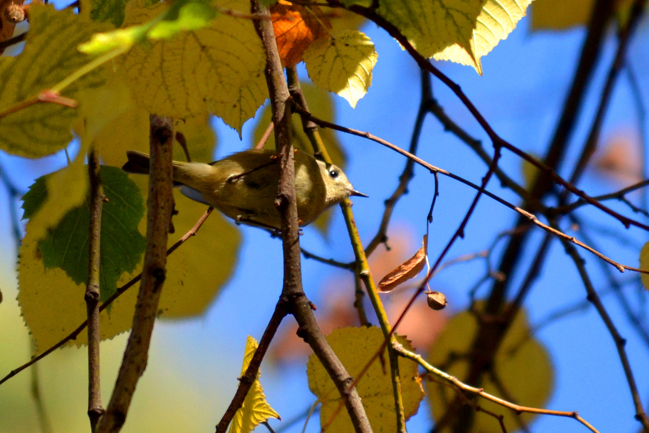 DSC_6097_05.jpg