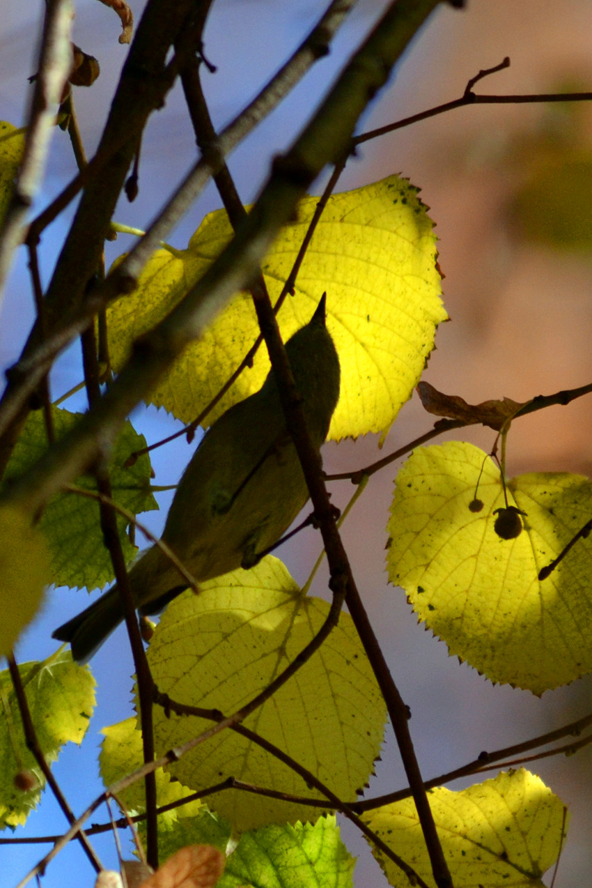 DSC_6017_011.jpg