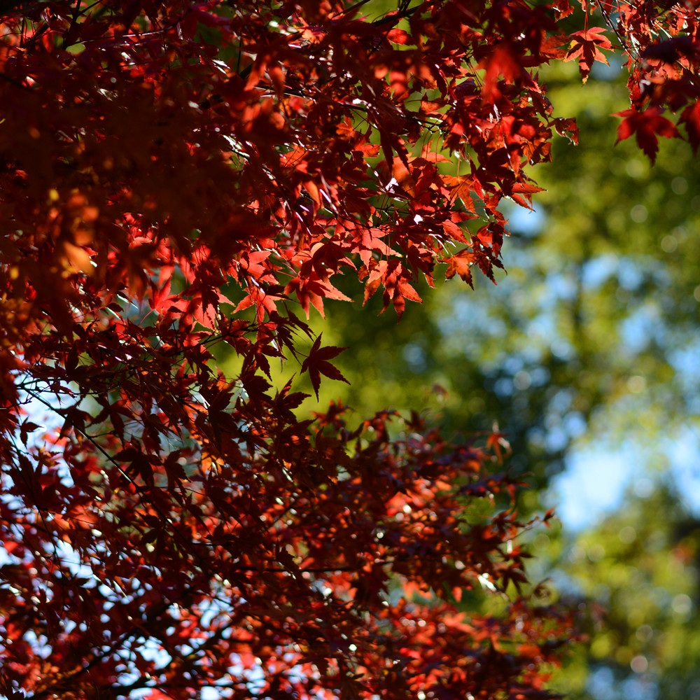 DSC_0262_14.jpg