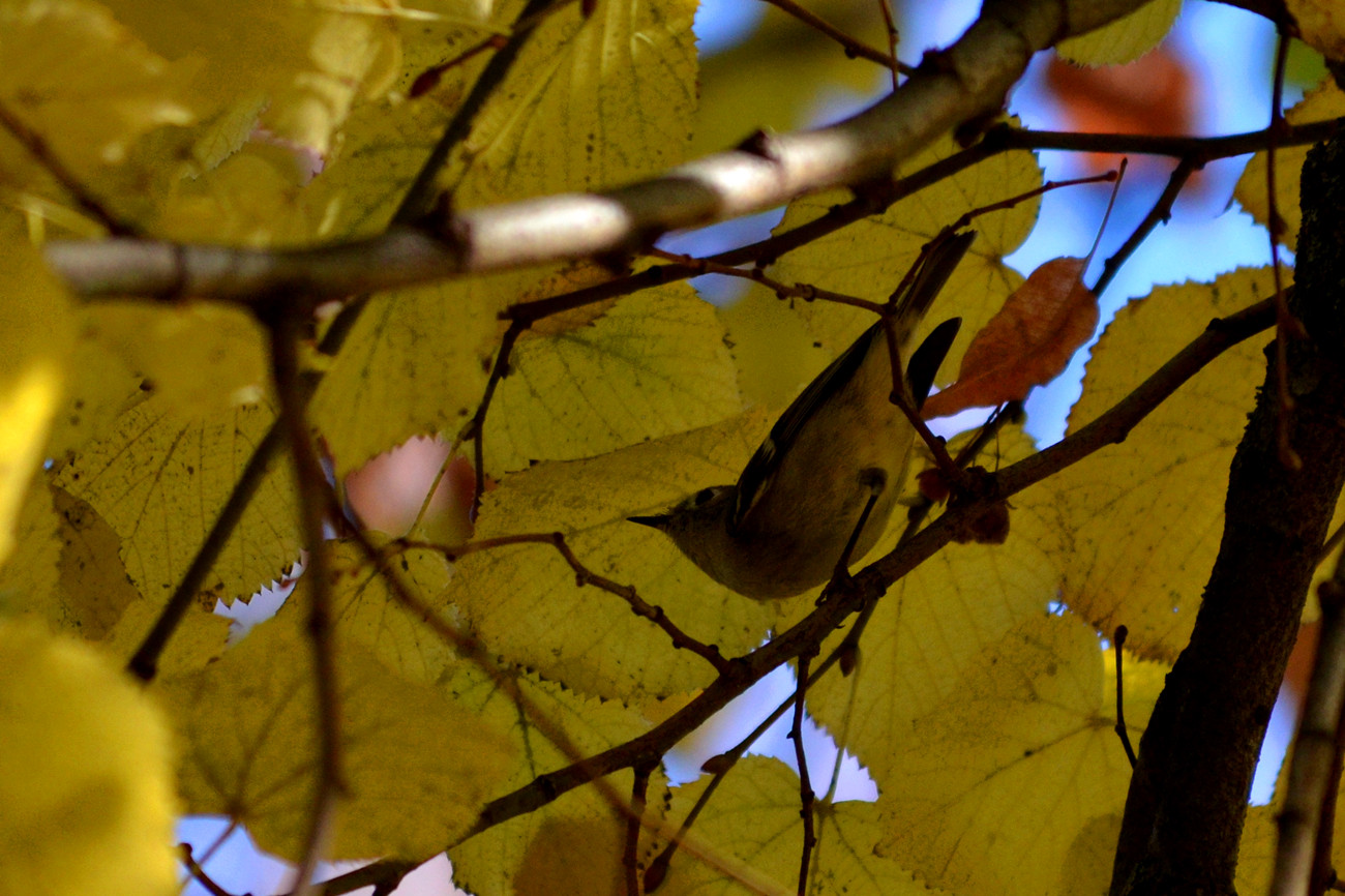 DSC_6023_909.jpg
