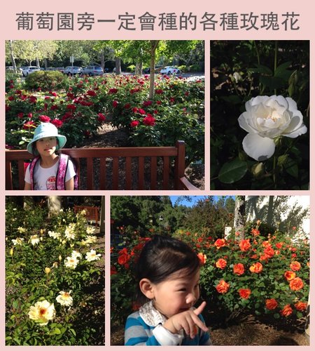 3玫瑰花XWbHPzY4MiDn5WBwbVZmg.jpg