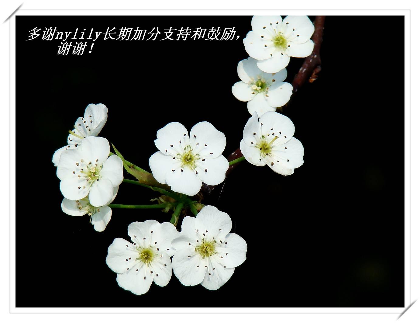 лnylilyڼӷ֧.JPG