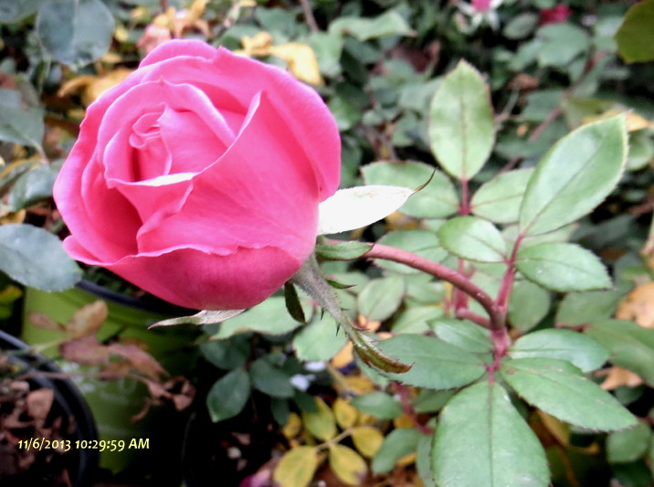 IMG_0001_5894.jpg