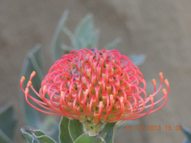 flower #2 403_.jpg