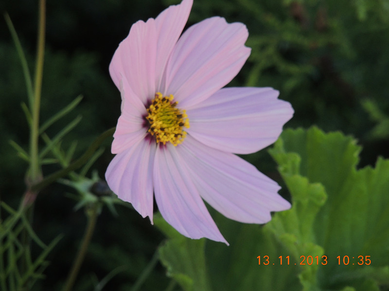 flower #2 244_.jpg