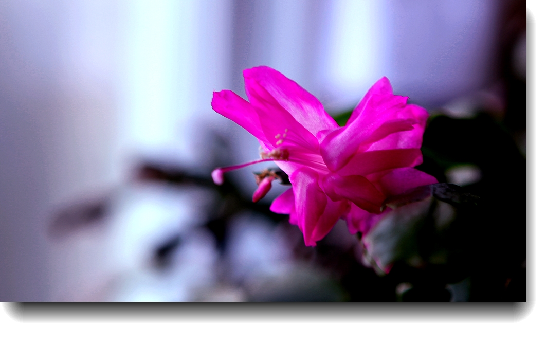 IMG_0630a.jpg