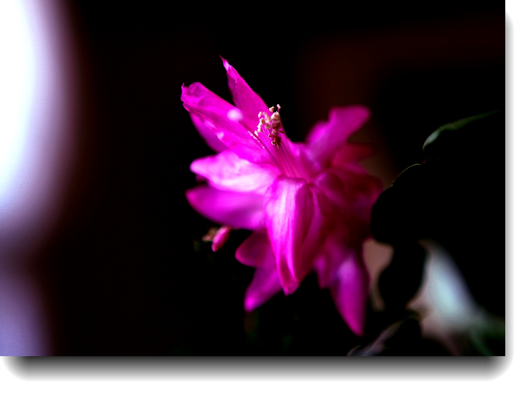 IMG_0635a.jpg