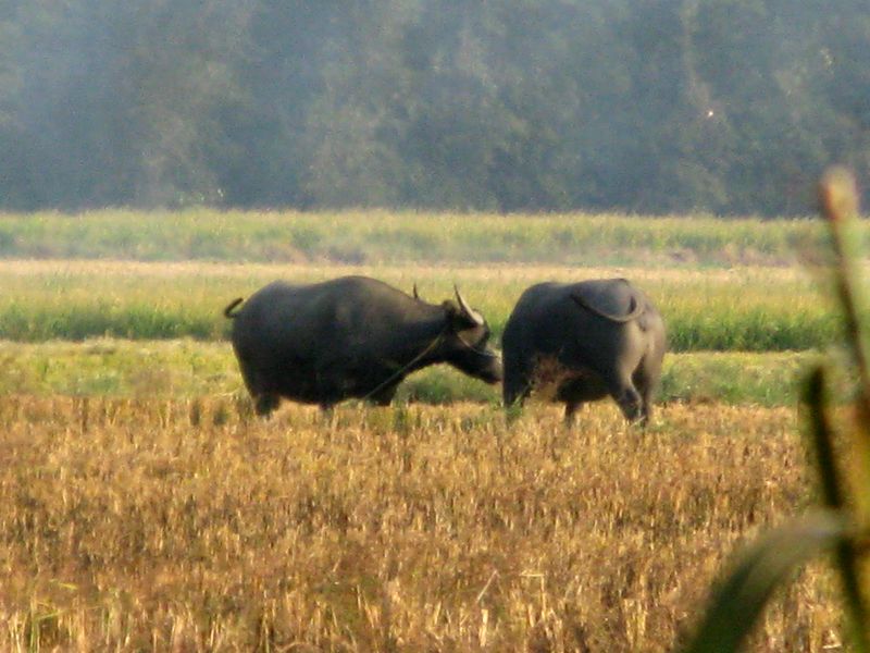 IMG_6820.jpg