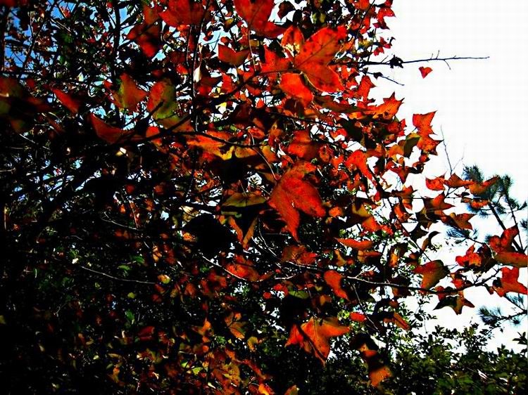 224_36164_f3c6c50fb3a73da.jpg