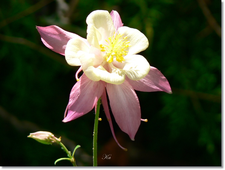flowers 21-11-13 132.jpg
