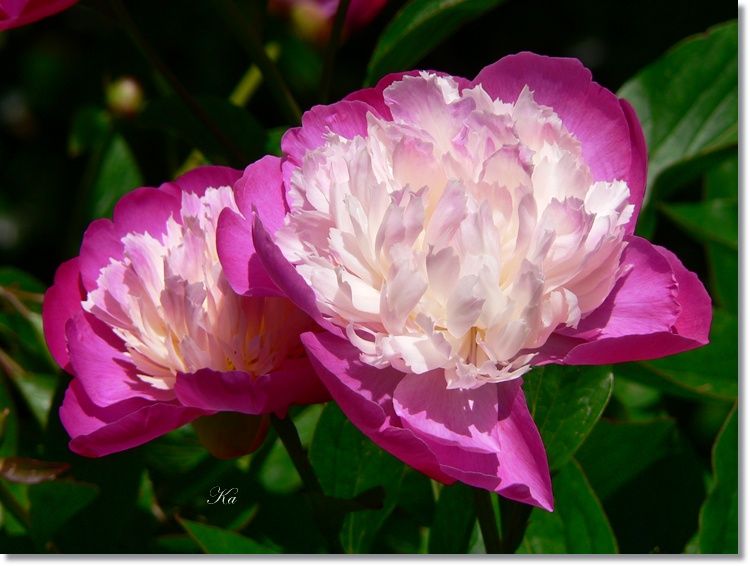 flowers 21-11-13 262.jpg