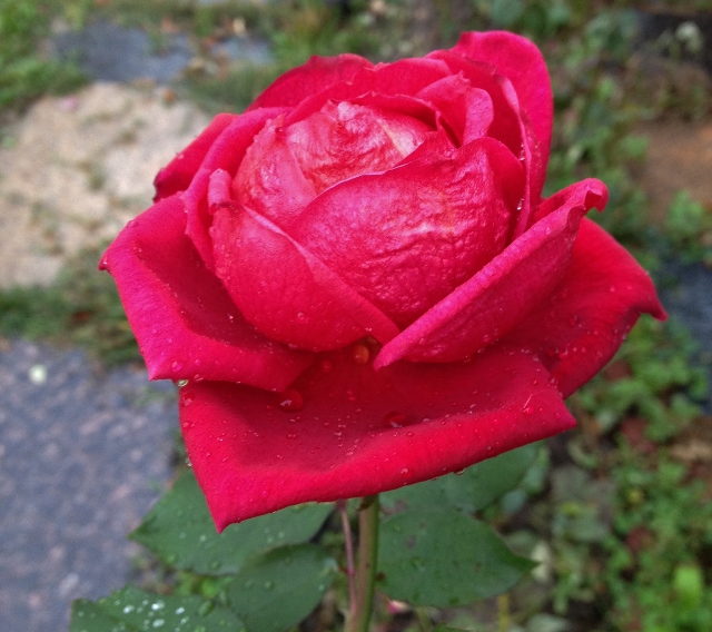 IMG_3320 (640x568).jpg