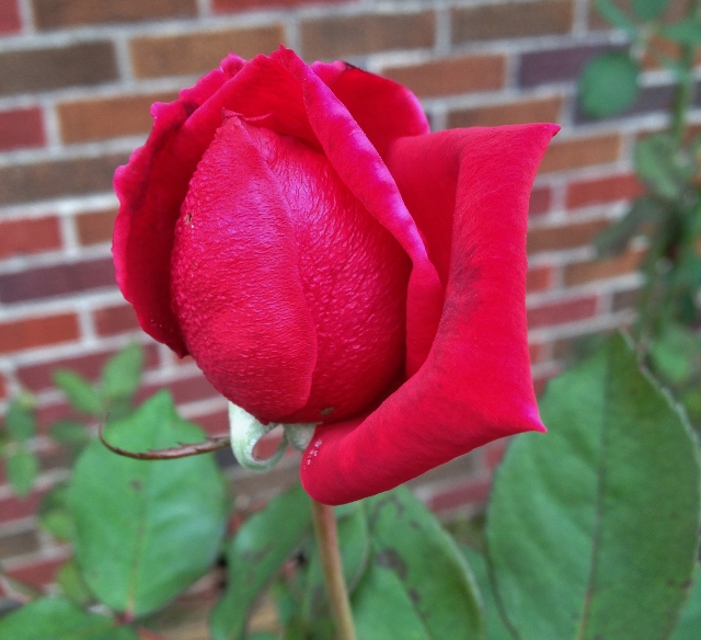 IMG_3314 (640x584).jpg