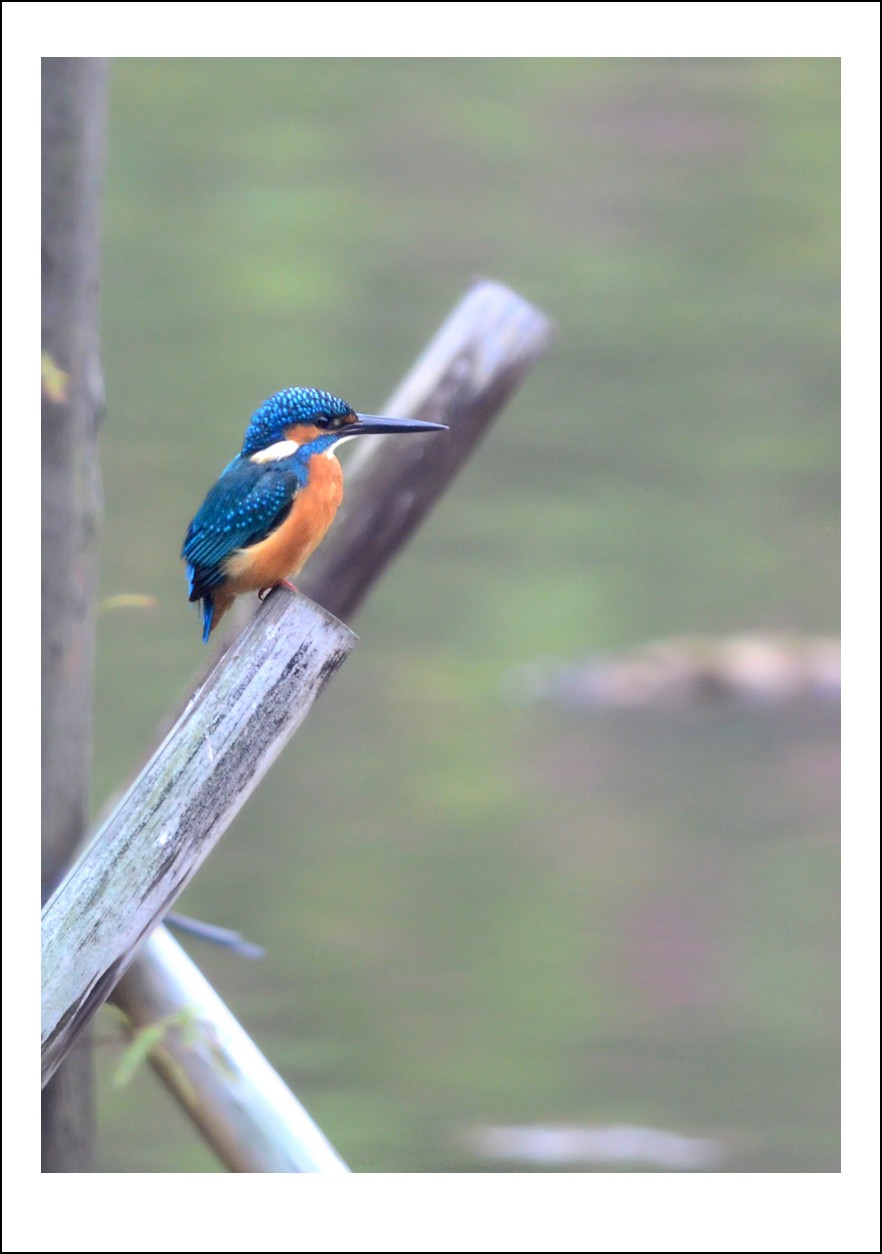 DSC_0831_conew1.jpg
