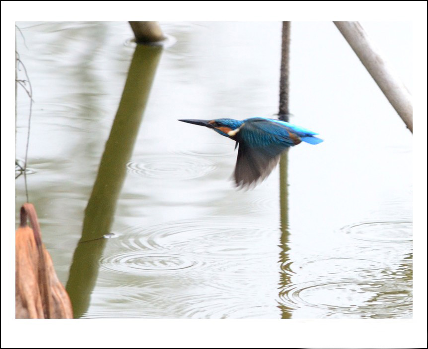 DSC_0860_conew1.jpg