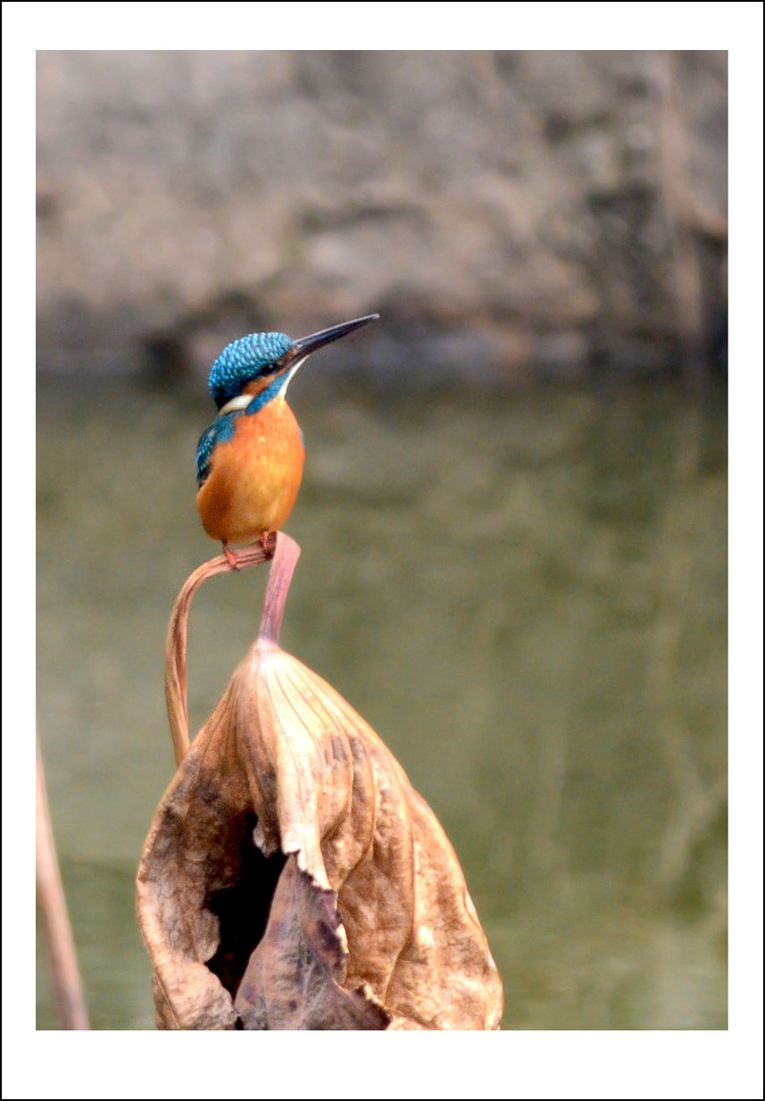 DSC_0870_conew1.jpg