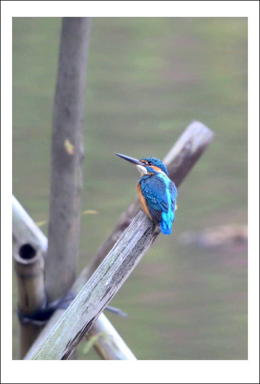 DSC_0857_conew1.jpg