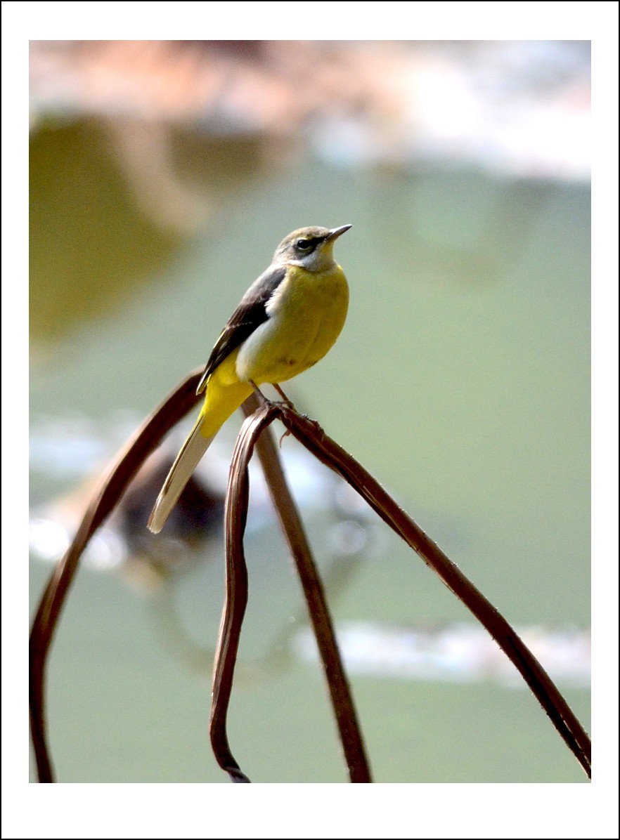 DSC_3282_conew1.jpg