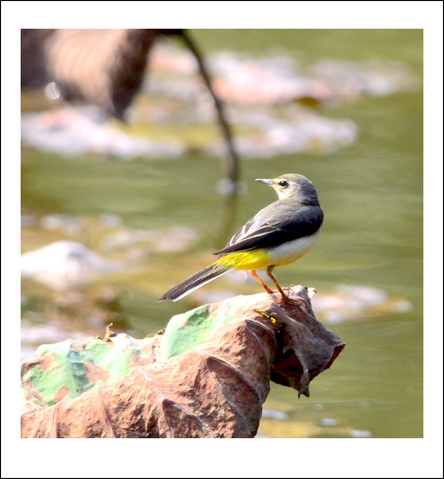 DSC_3303_conew1.jpg