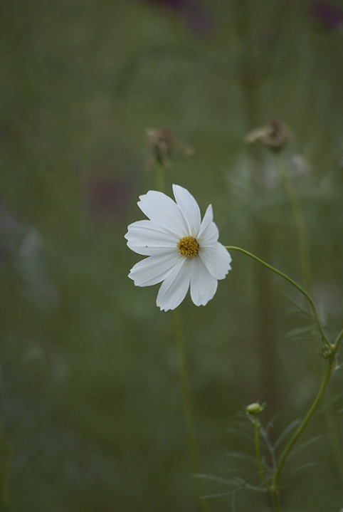 DSC_3619.jpg