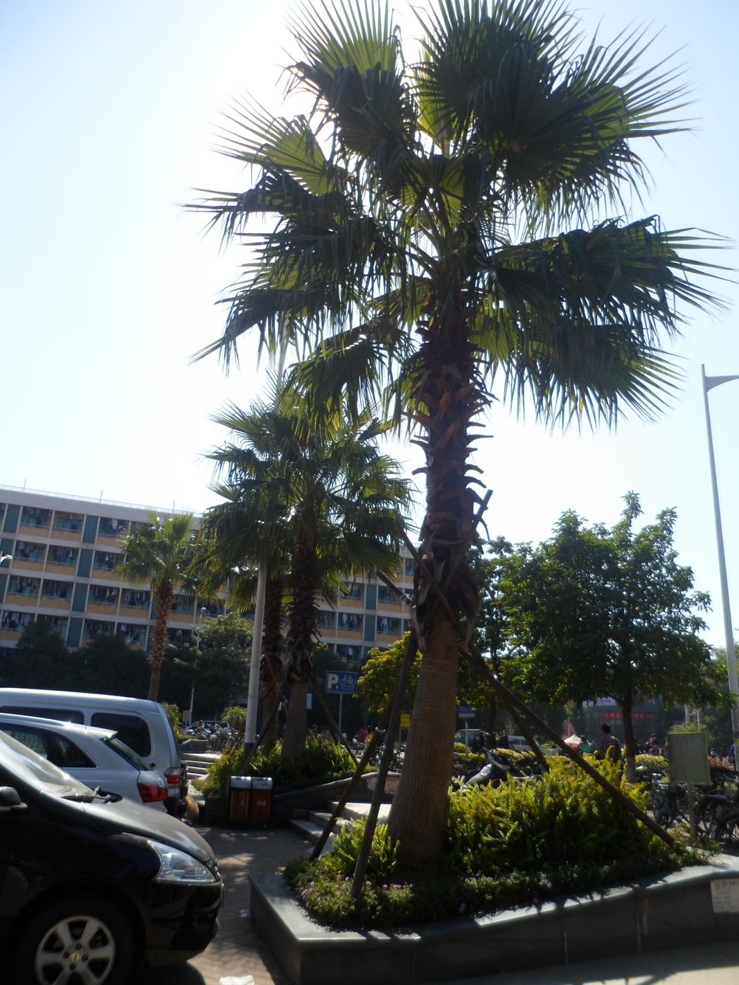 SAM_7830_ת_.jpg