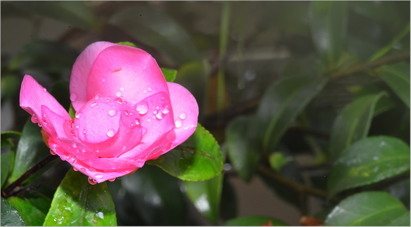 DSC_7652.jpg