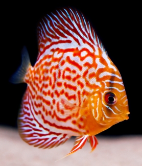 Bright-Discus-Cichlid.jpg
