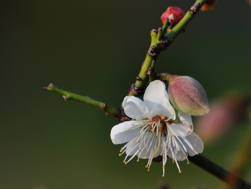 DSC_0257.JPG